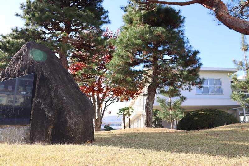 正門付近の松